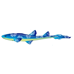 Blue Tropical Cat Shark